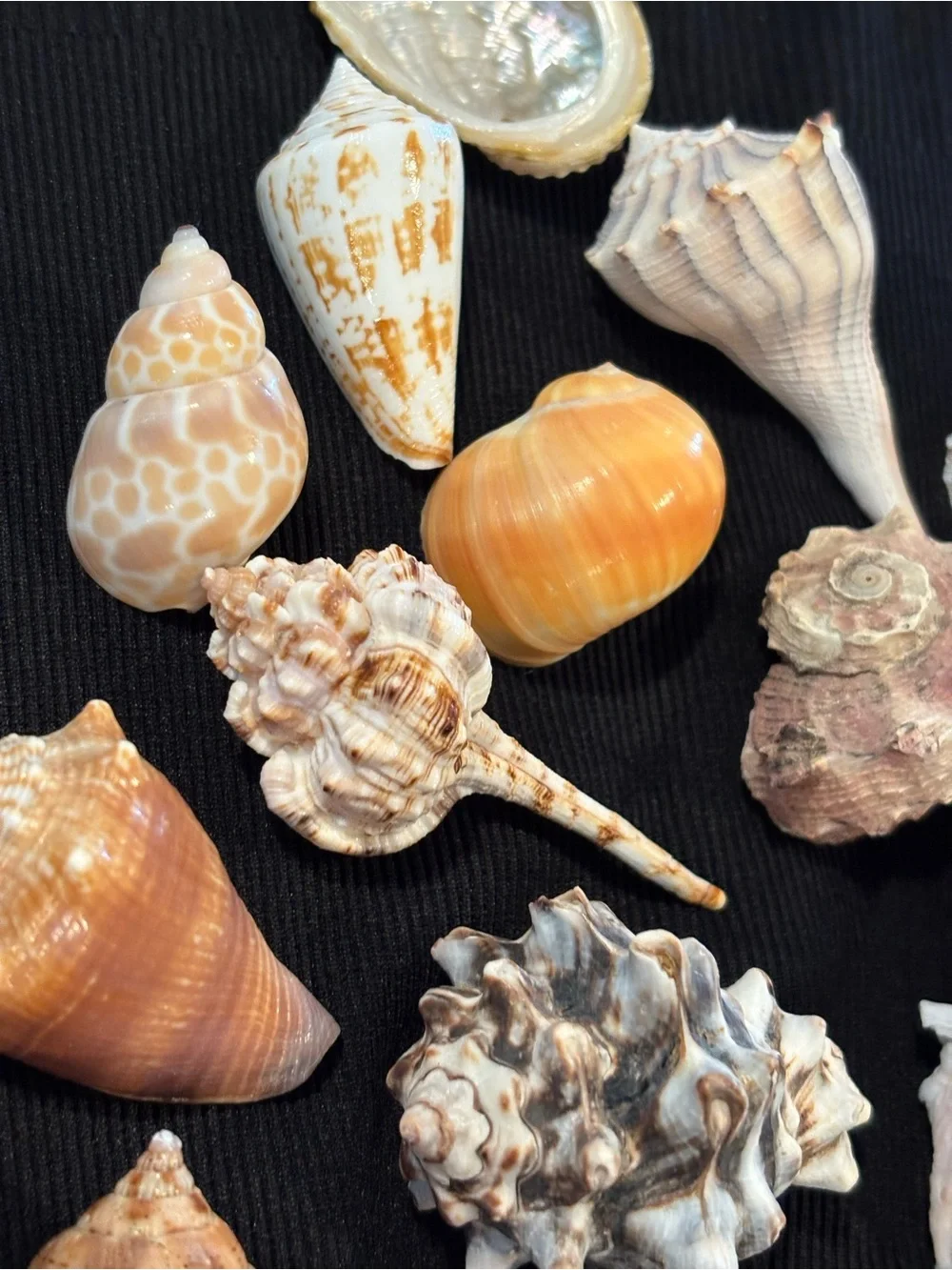 Seashells Lot ~ Natural Seashell Collection Murex Turbo Whale Eye Conus Abalone